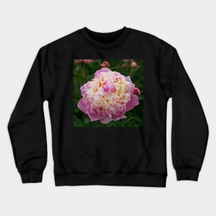 Vanilla & Candy Floss Crewneck Sweatshirt